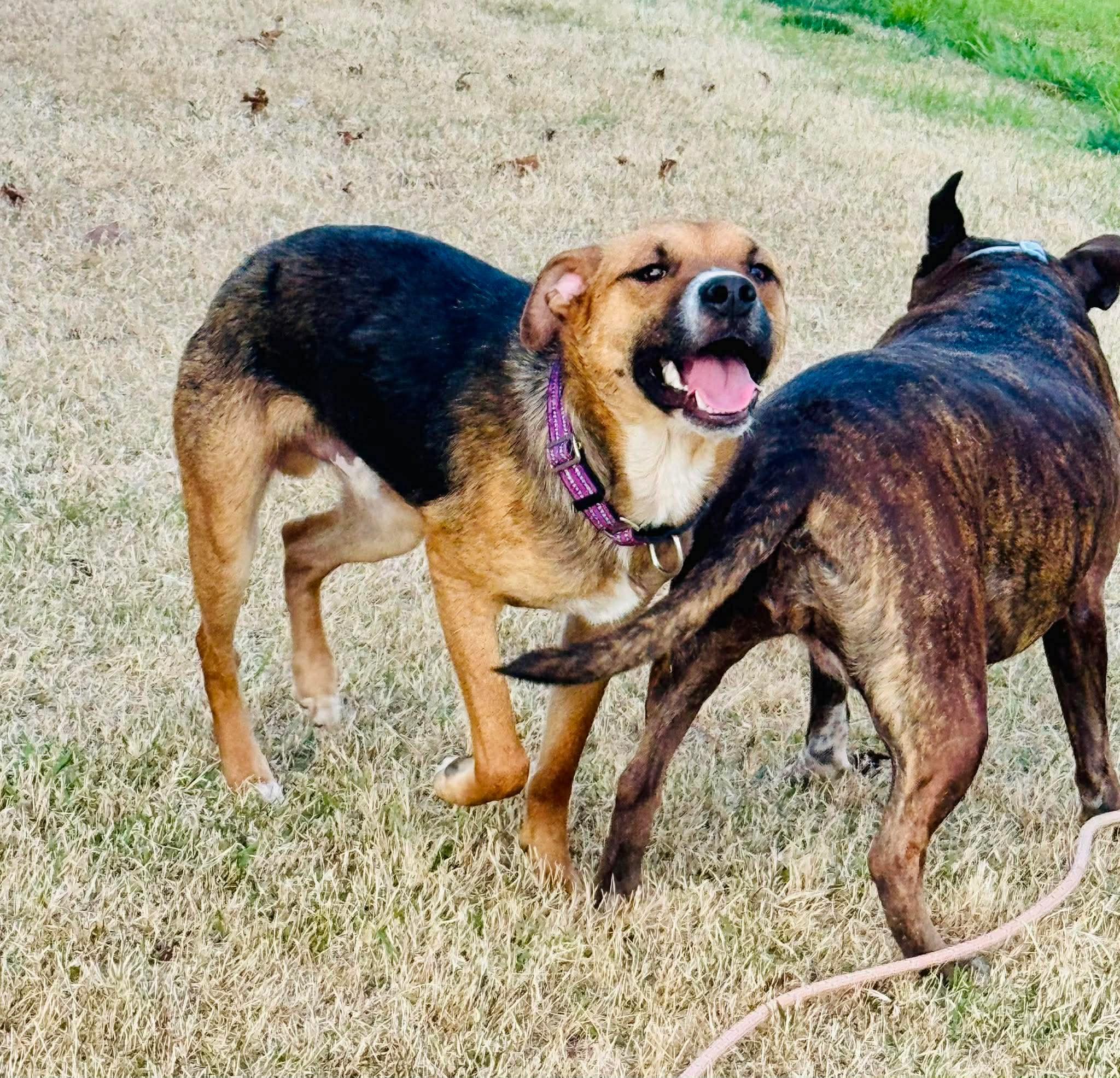 Enlarge Hunter, a ADOPTABLE mixed breed in Charlotte, NC image 4/6