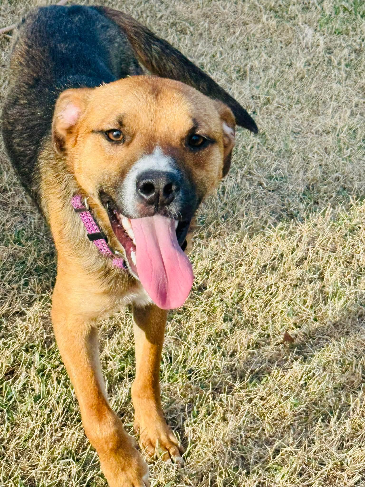 Enlarge Hunter, a ADOPTABLE mixed breed in Charlotte, NC image 5/6