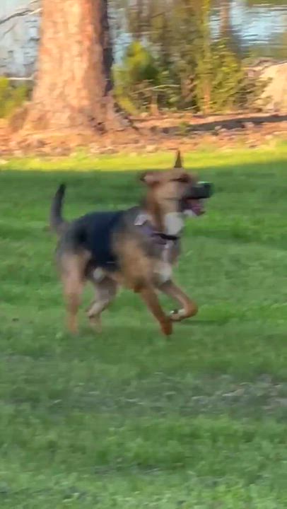 Enlarge Hunter, a ADOPTABLE mixed breed in Charlotte, NC video 2/6