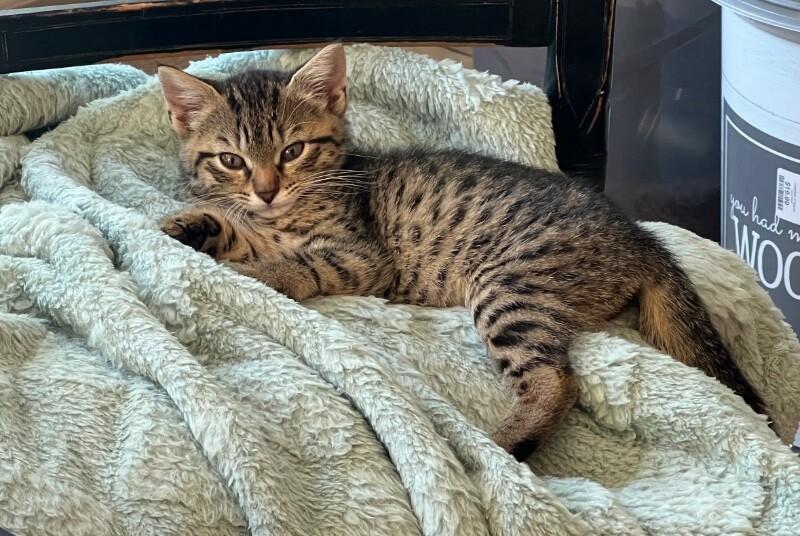 Enlarge Rita, a Adoptable Domestic Short Hair in North Babylon, NY image 1/1