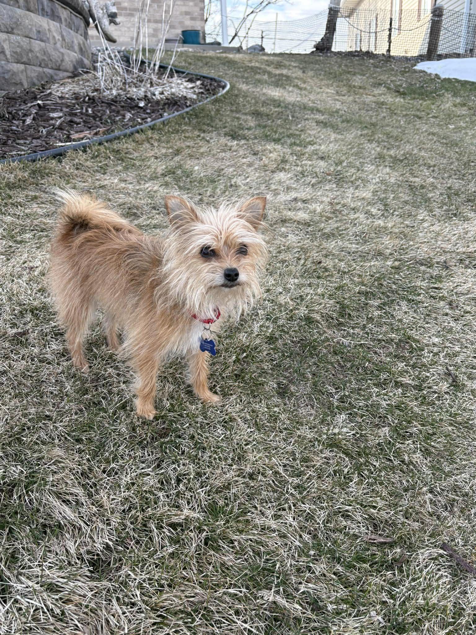 Enlarge Mia  , an adopted mixed breed in De Pere, WI image 2/3