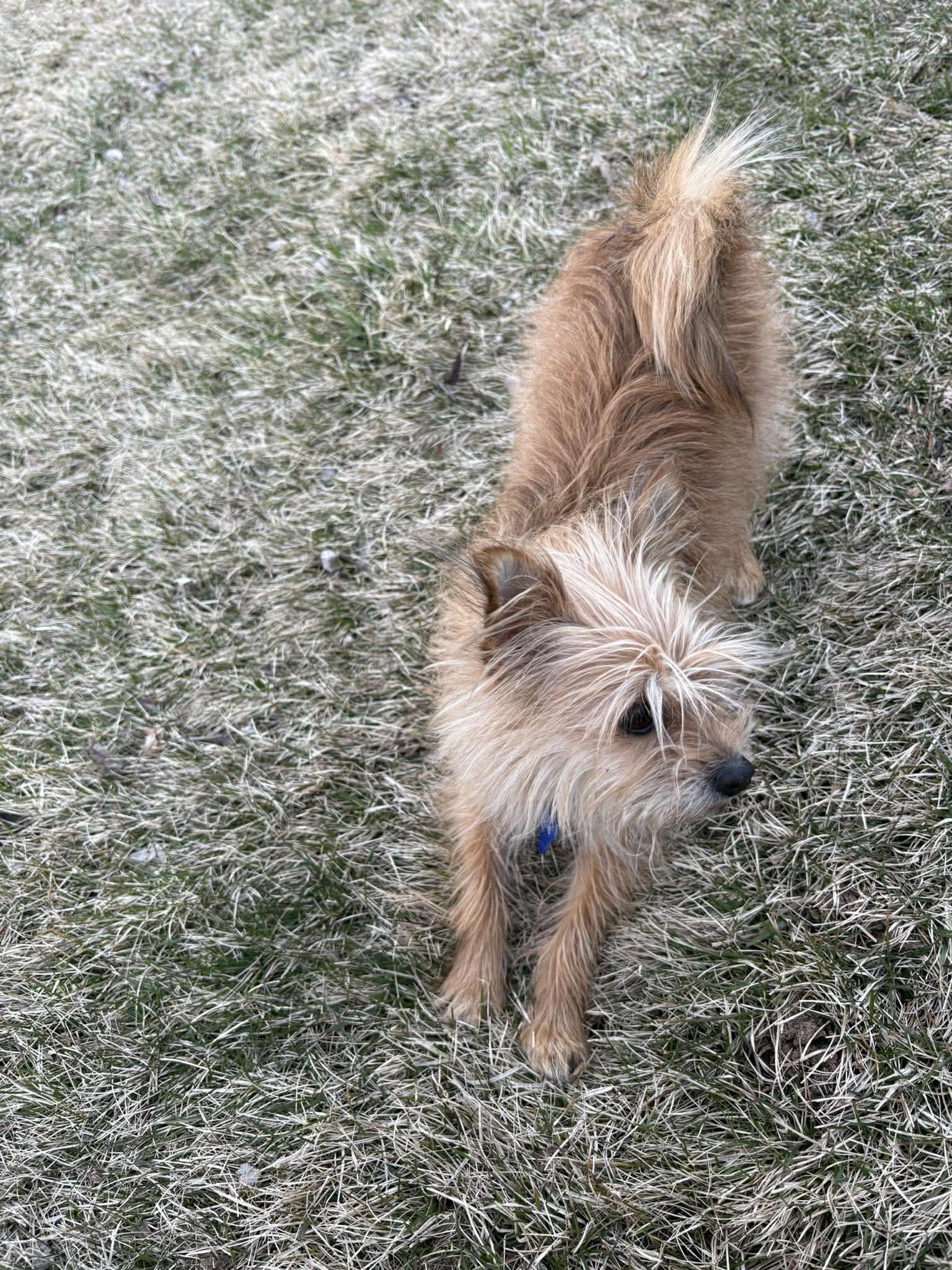 Enlarge Mia  , an adopted mixed breed in De Pere, WI image 3/3