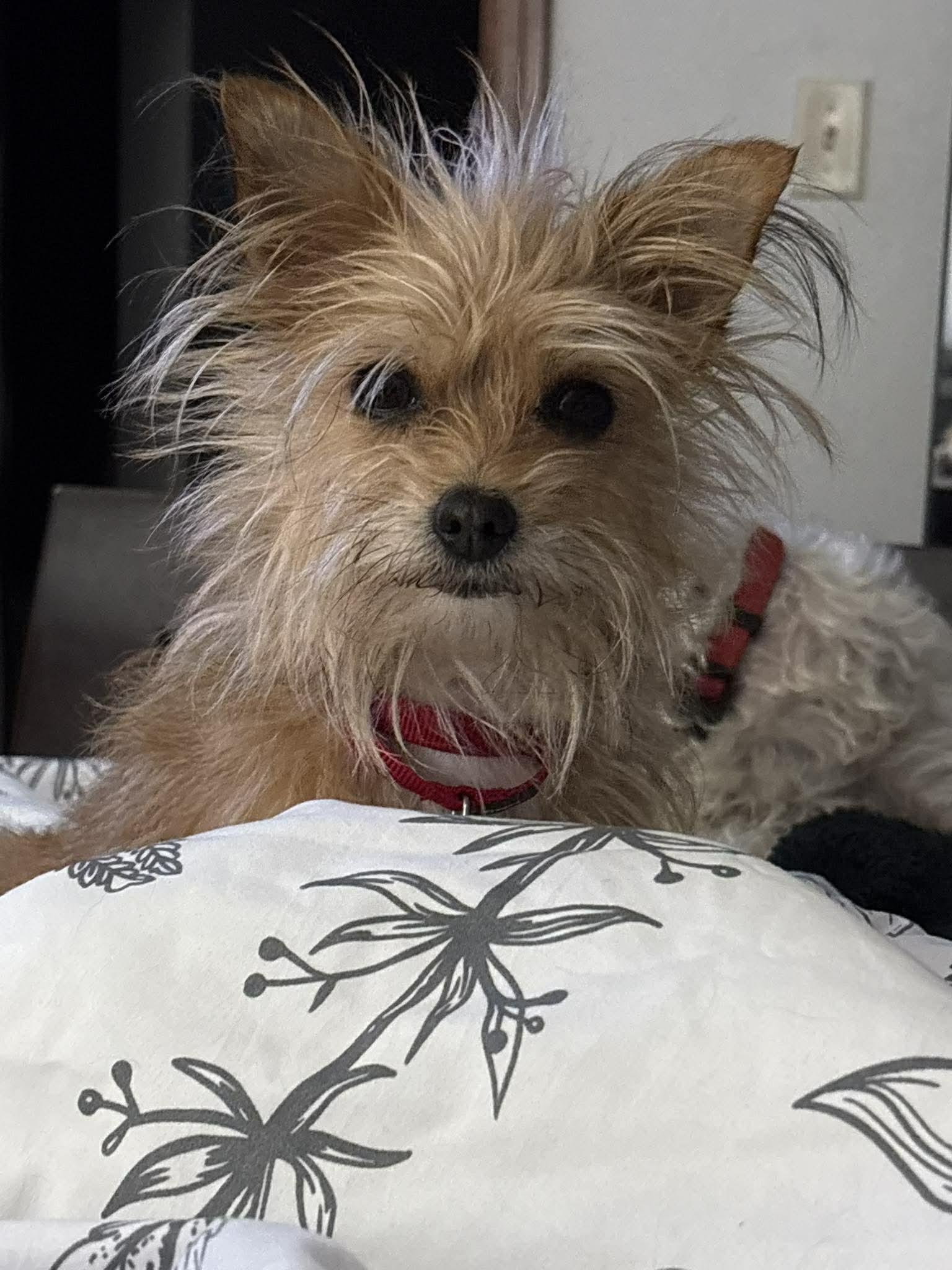 Enlarge Mia  , an adopted mixed breed in De Pere, WI image 1/3