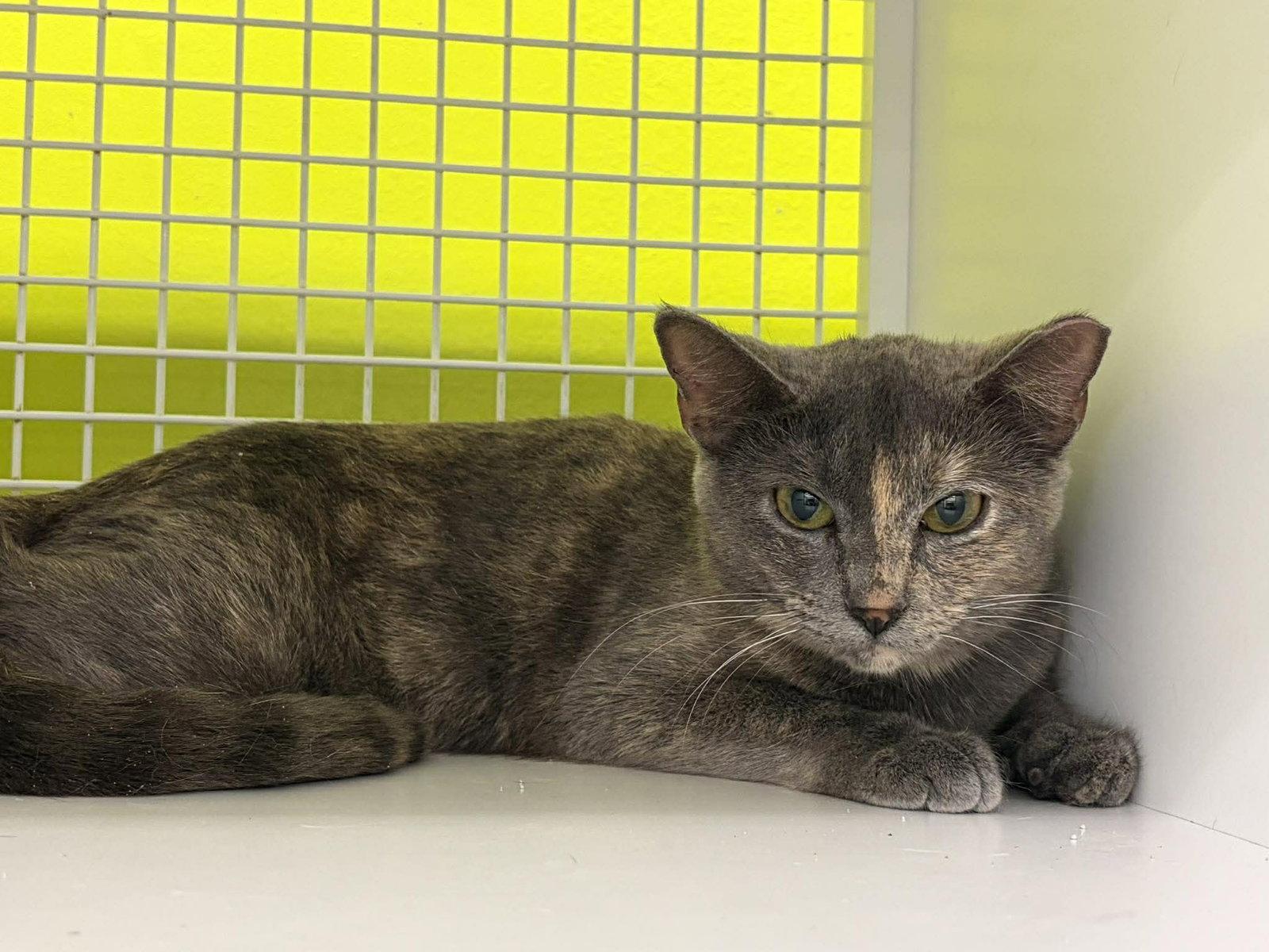 Eleanor, Adopted, Young Female Dilute Tortoiseshell & Domestic Short Hair.