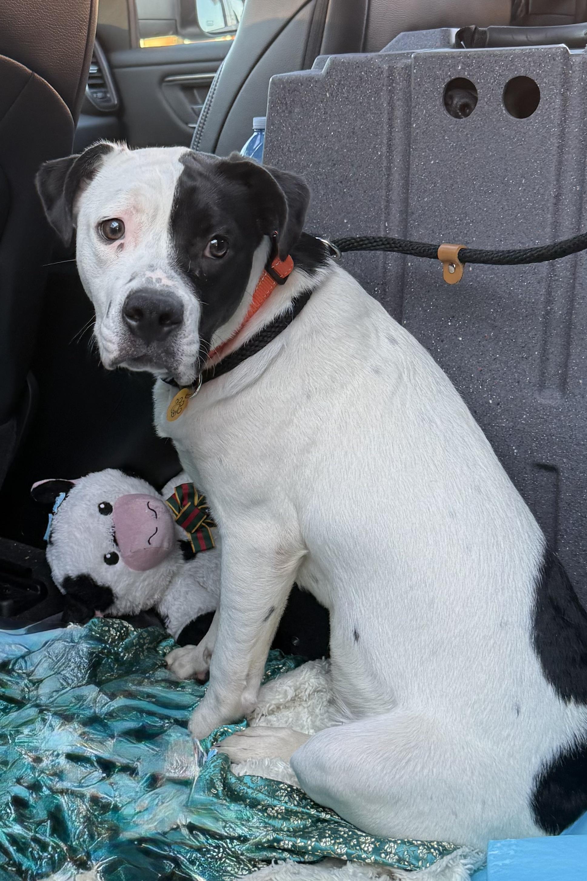 Enlarge Sierra, a Adopted mixed breed in Dunnville, ON image 1/2