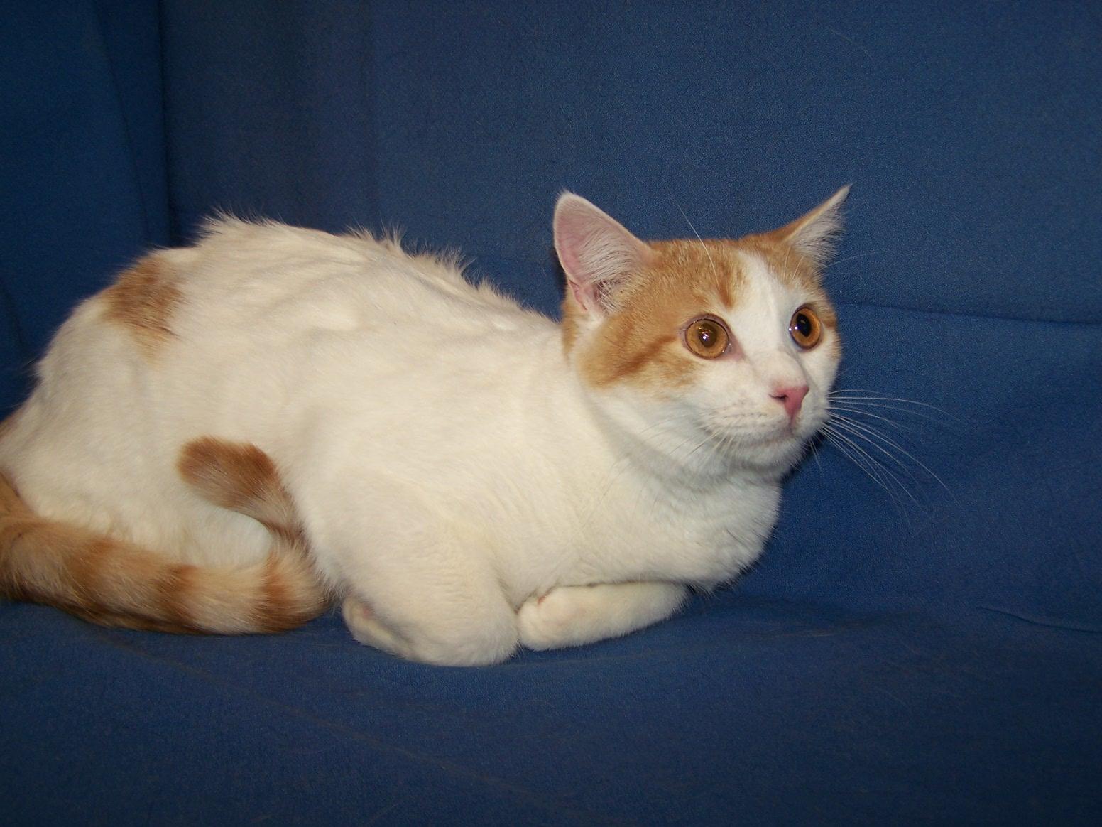 Enlarge K-KHS-Kenzie, a ADOPTABLE mixed breed in Colorado Springs, CO image 1/1