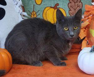 Enlarge Ethel, a Adoptable Domestic Short Hair in Bucyrus, OH image 2/3