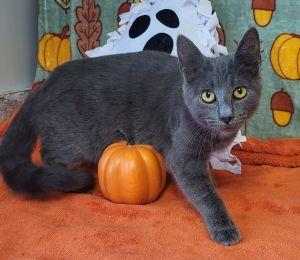 Enlarge Ethel, a Adoptable Domestic Short Hair in Bucyrus, OH image 3/3
