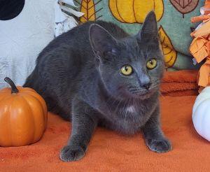 Enlarge Ethel, a Adoptable Domestic Short Hair in Bucyrus, OH image 1/3