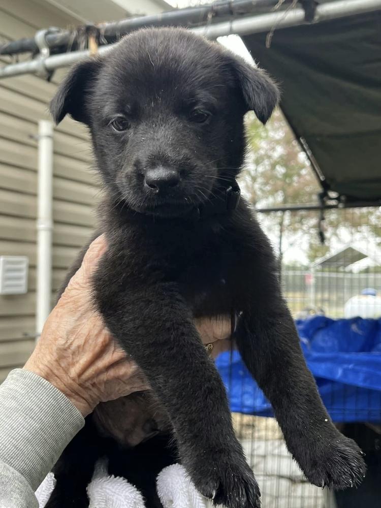 Cody, Adoptable, Puppy Male Labrador Retriever.