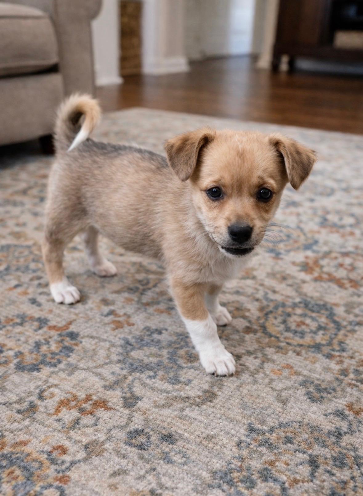 Brandy, ADOPTABLE, Puppy Female Terrier & Chiweenie.