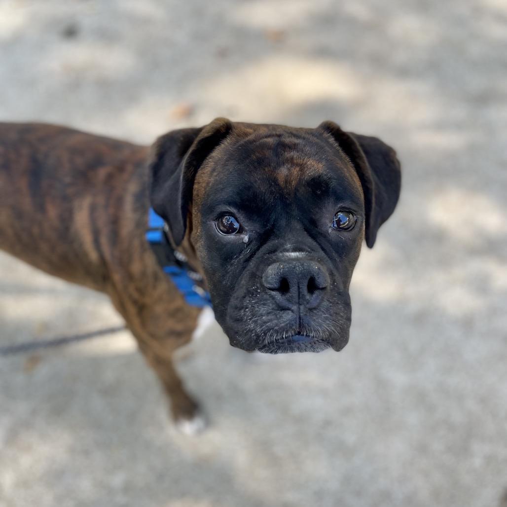 Huckleberry, Adoptable, Adult Male Mixed Breed.