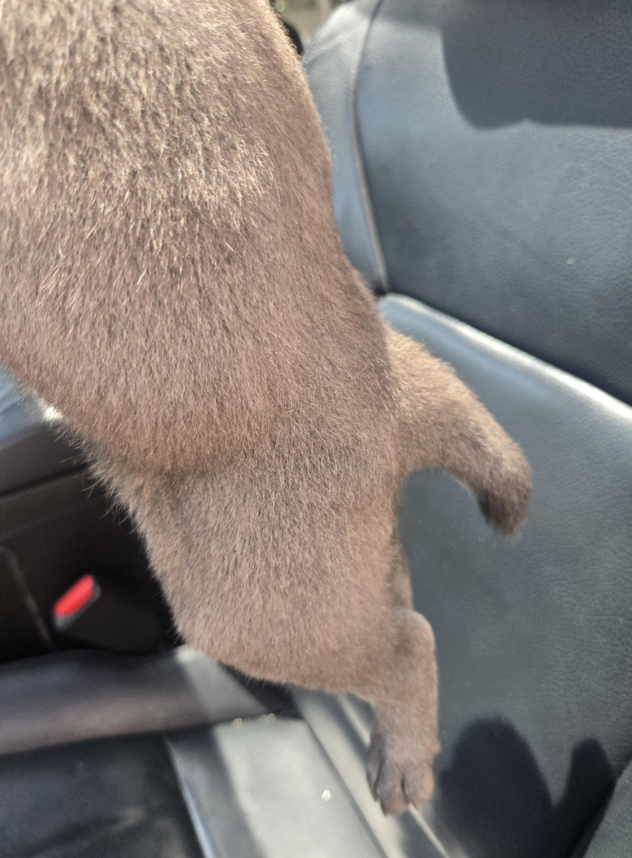 Enlarge Hero, an adoptable mixed breed in Orlando, FL image 3/3