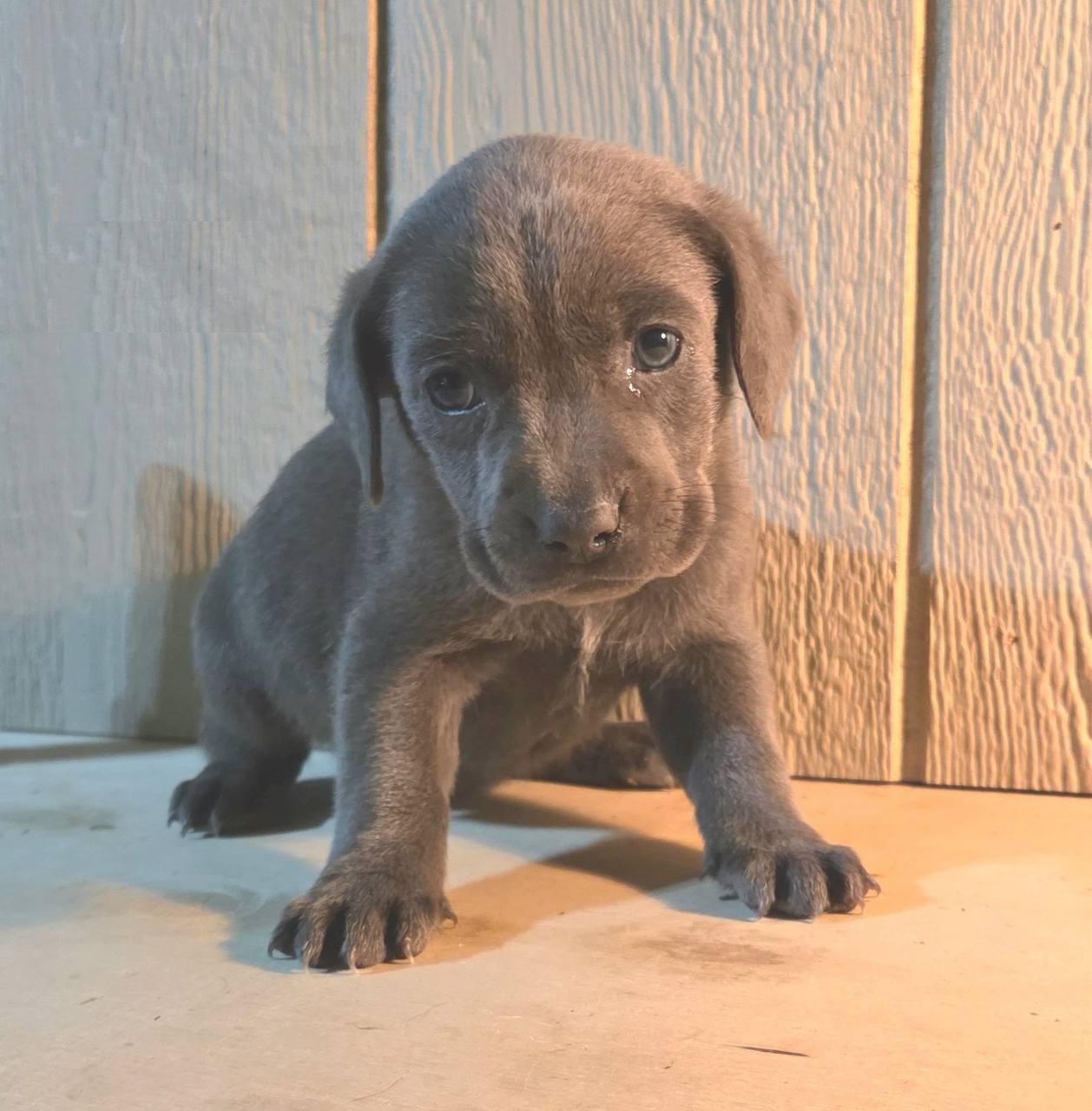 Hero, adoptable, Puppy Male Labrador Retriever & Hound.