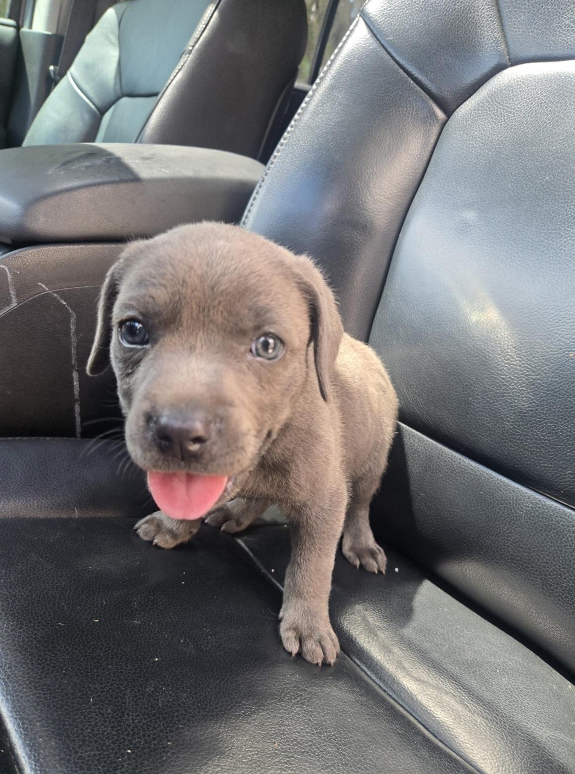 Enlarge Hero, an adoptable mixed breed in Orlando, FL image 2/3