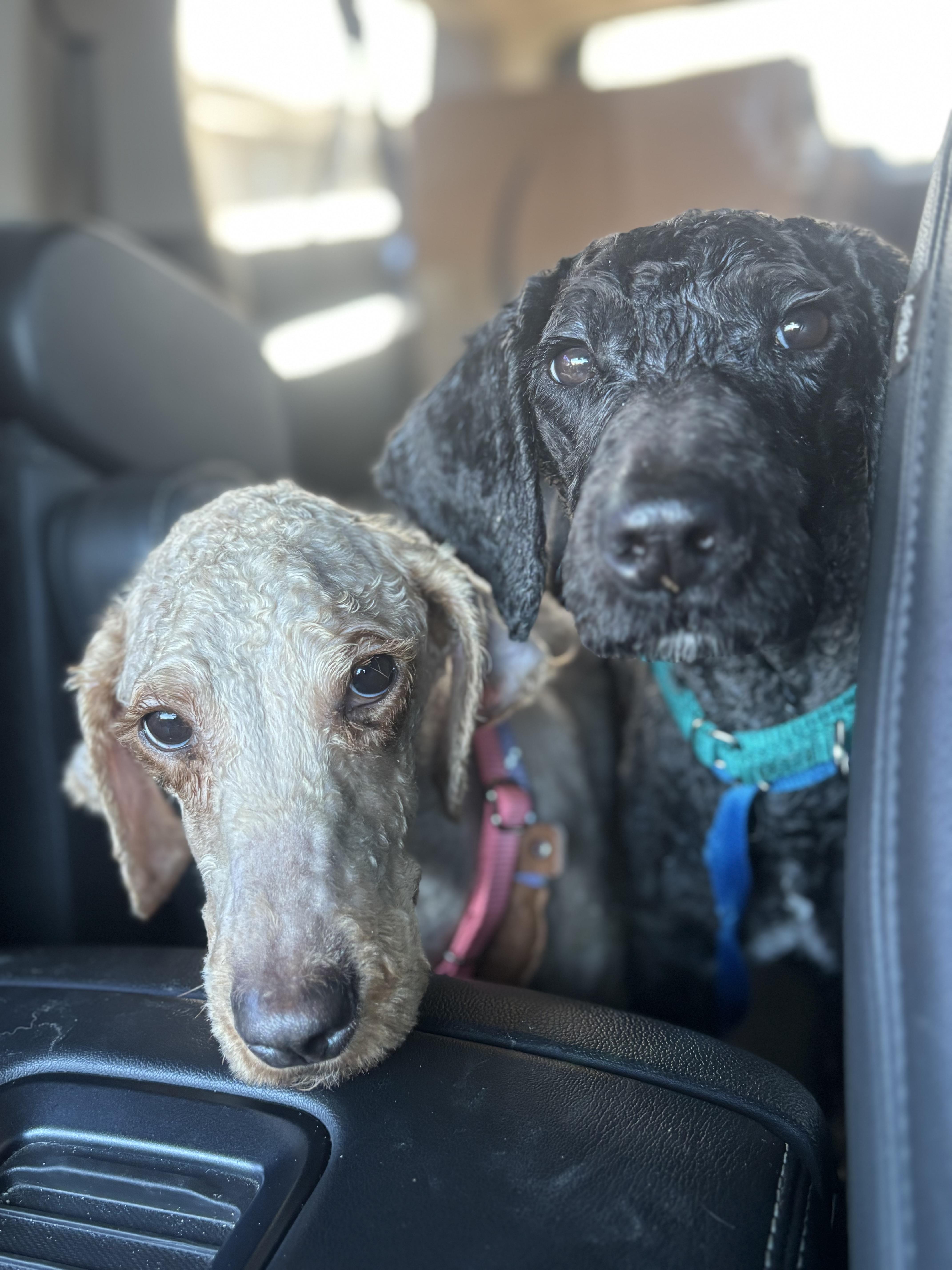 Truffle , adopted, Young Male Poodle.