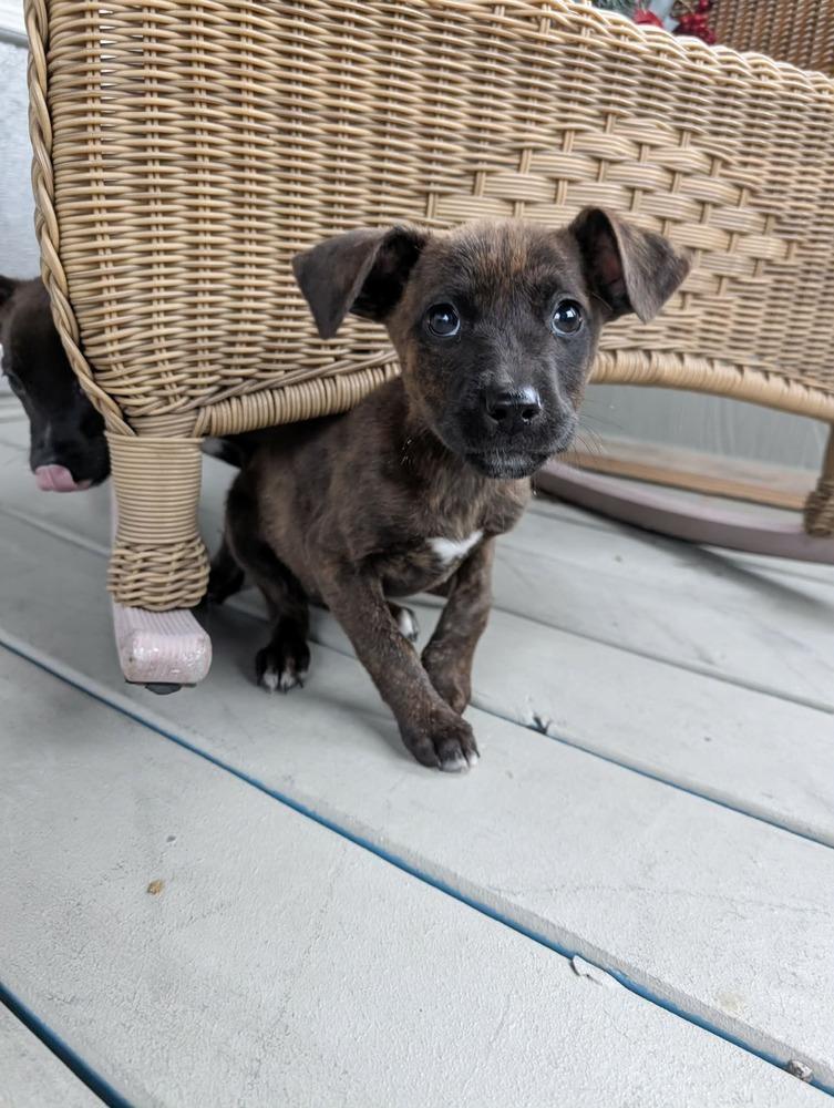 Sundae, Adoptable, Puppy Female Mixed Breed.
