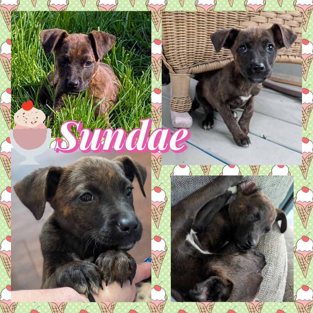 Sundae, a Adoptable mixed breed in Amherst, NY image 2/5