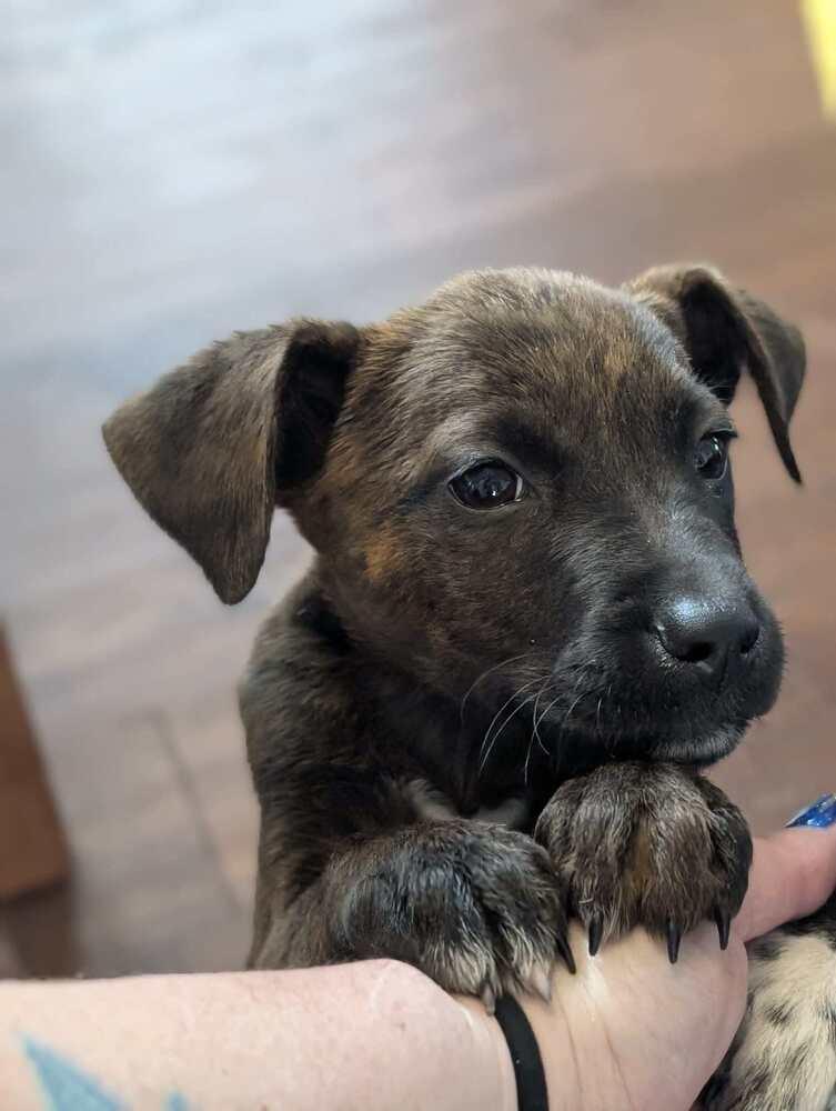 Sundae, a Adoptable mixed breed in Amherst, NY image 3/5