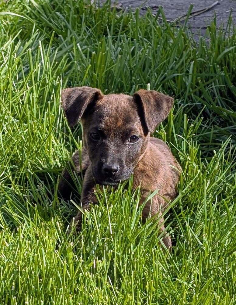 Sundae, a Adoptable mixed breed in Amherst, NY image 4/5