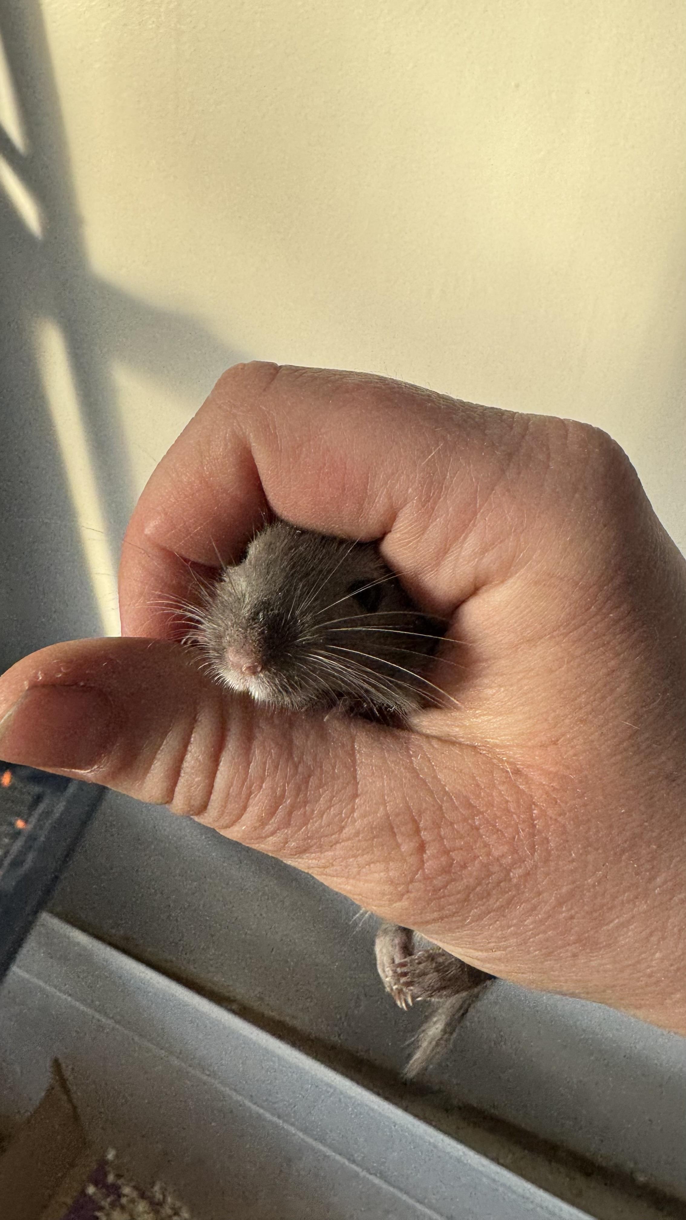 Spring, a Adoptable Gerbil in ALBANY, NY image 2/5