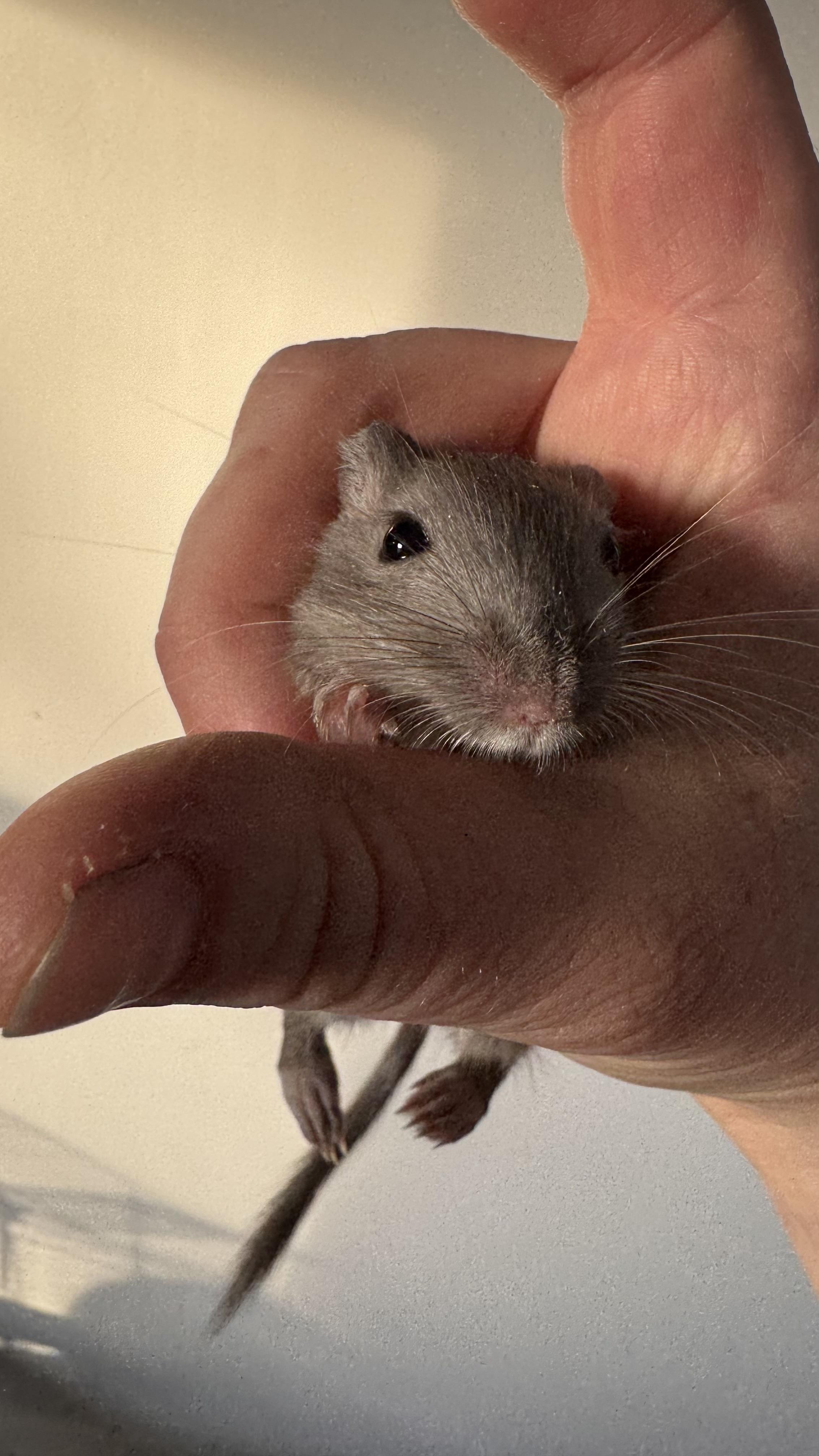 Spring, a Adoptable Gerbil in ALBANY, NY image 4/5