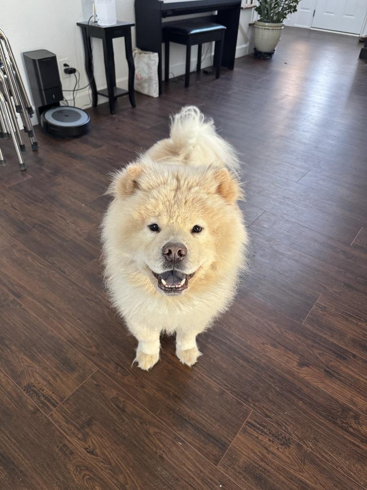 Enlarge Cody, a Adoptable Chow Chow in Chattanooga, TN image 1/3