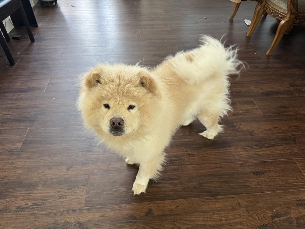 Enlarge Cody, a Adoptable Chow Chow in Chattanooga, TN image 2/3