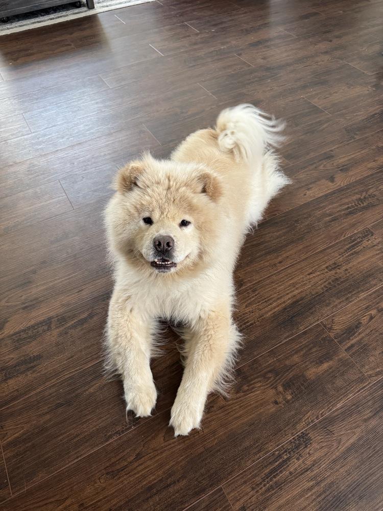 Enlarge Cody, a Adoptable Chow Chow in Chattanooga, TN image 3/3