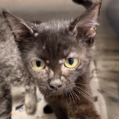 Enlarge Shitake, a Adoptable Domestic Medium Hair in Horn Lake, MS image 1/2