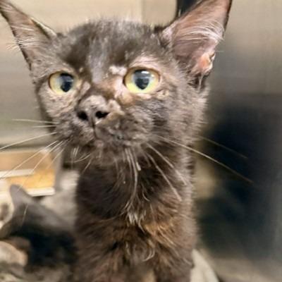 Enlarge Shitake, a Adoptable Domestic Medium Hair in Horn Lake, MS image 2/2