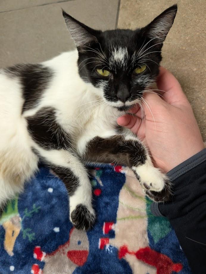 Enlarge Clover, a Adoptable Domestic Short Hair image 1/2