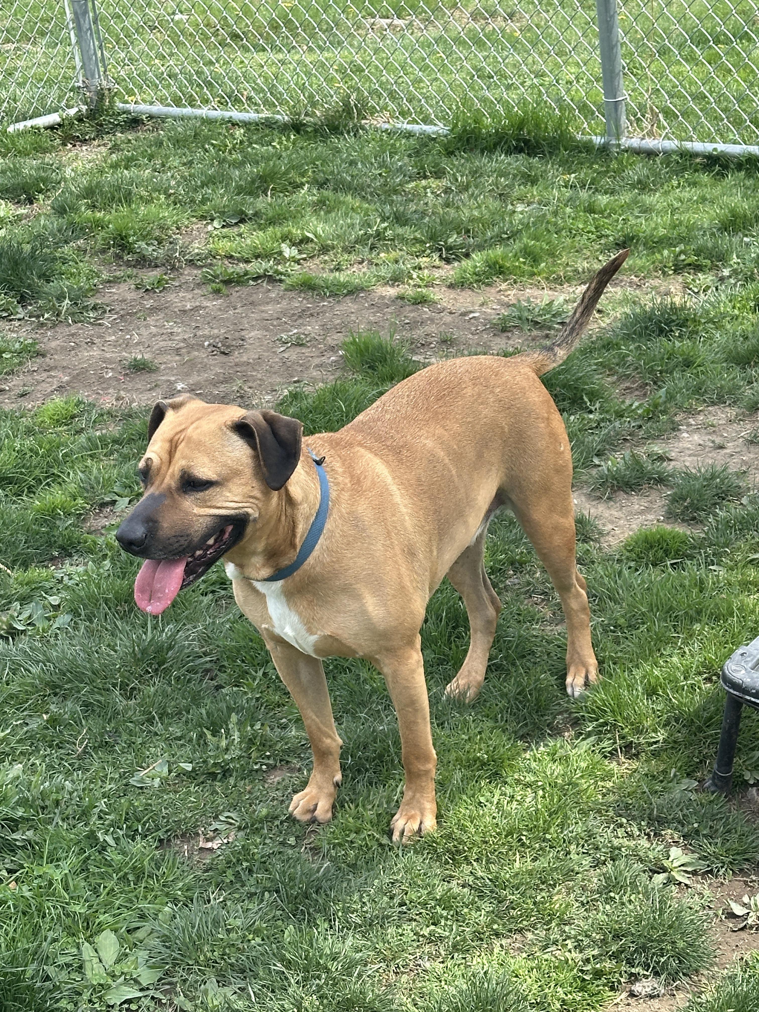 Enlarge Payne, a Adoptable mixed breed in Newburgh, NY image 4/5