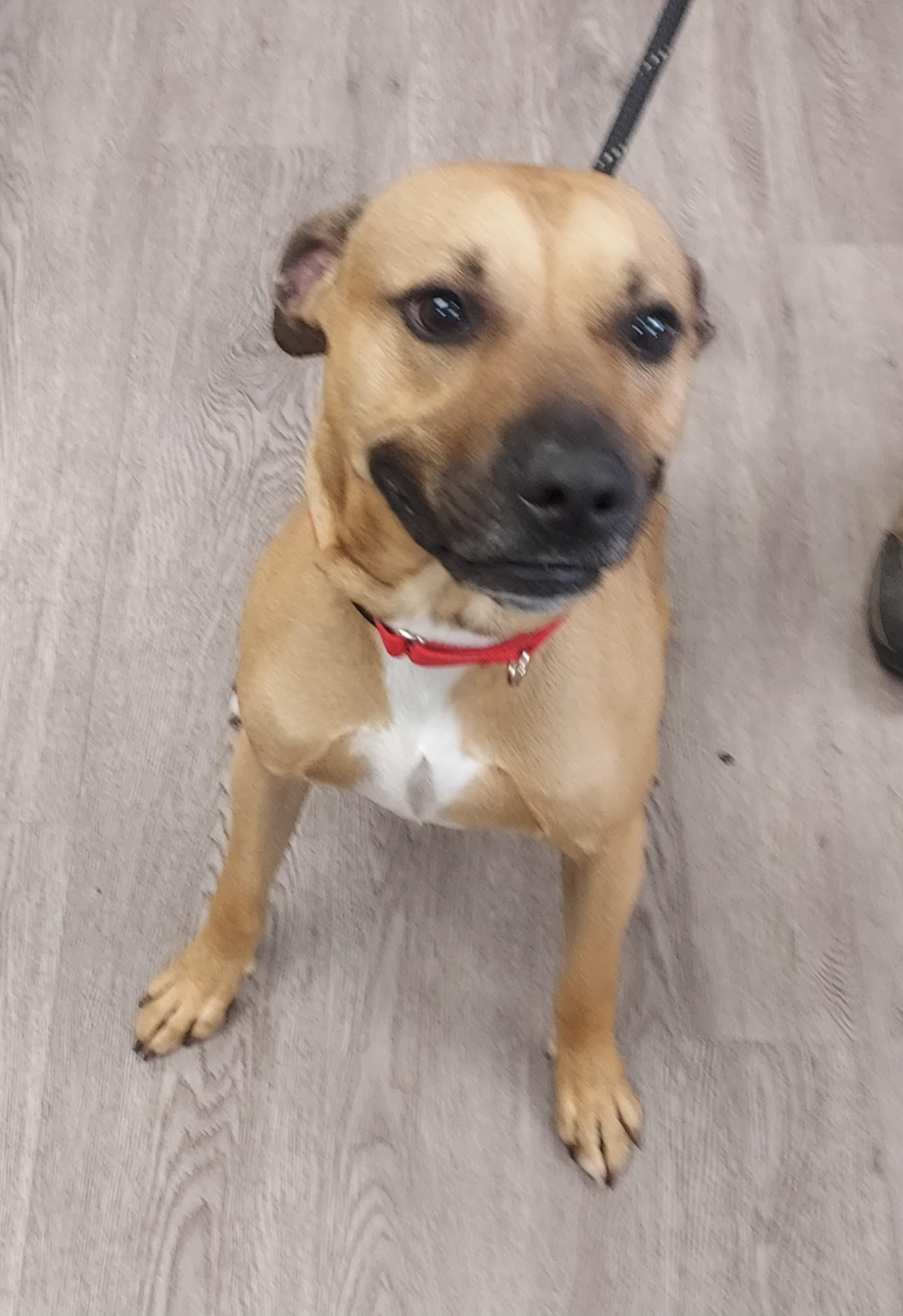 Enlarge Payne, a Adoptable Mixed Breed in Newburgh, NY image 1/1