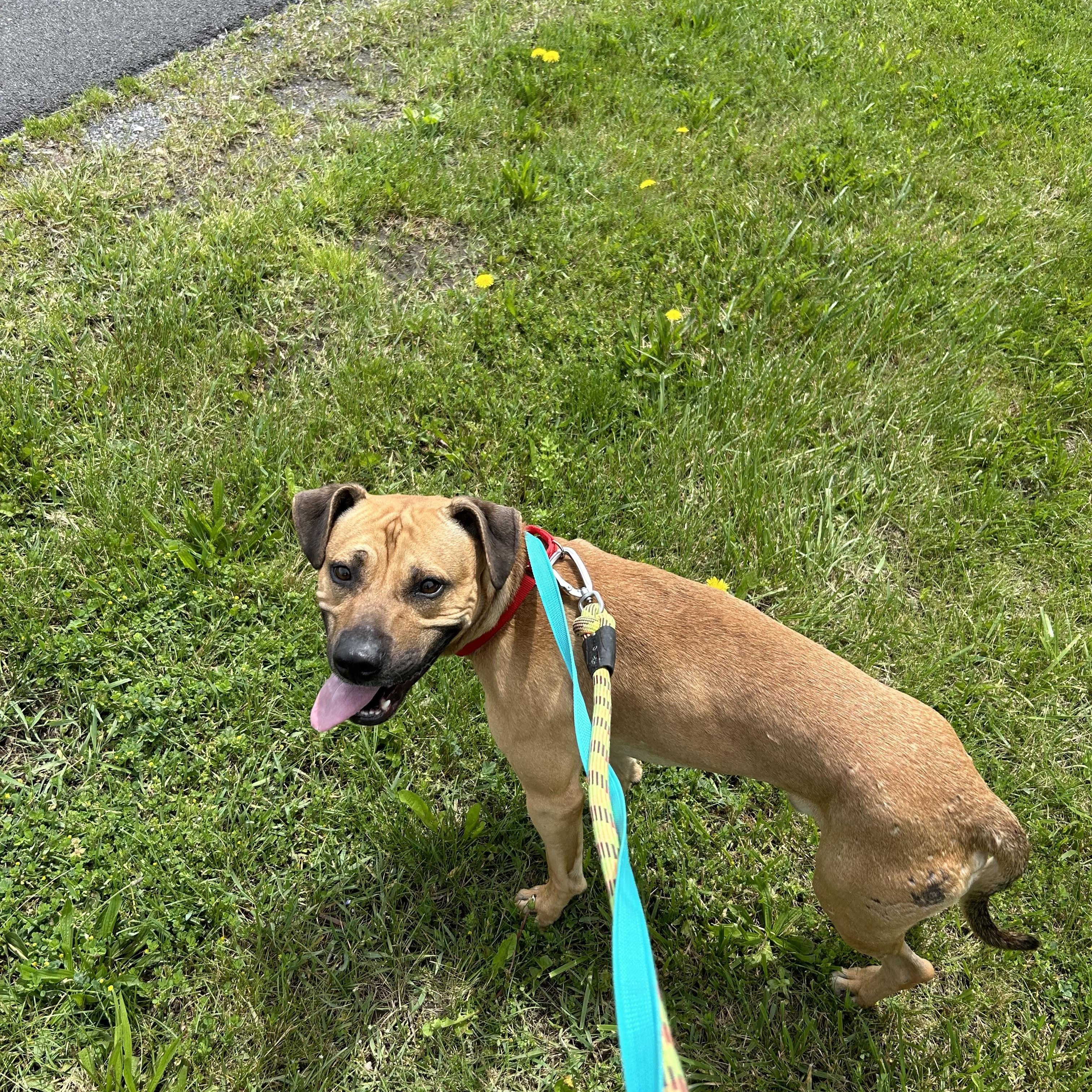 Enlarge Payne, a Adoptable mixed breed in Newburgh, NY image 2/5