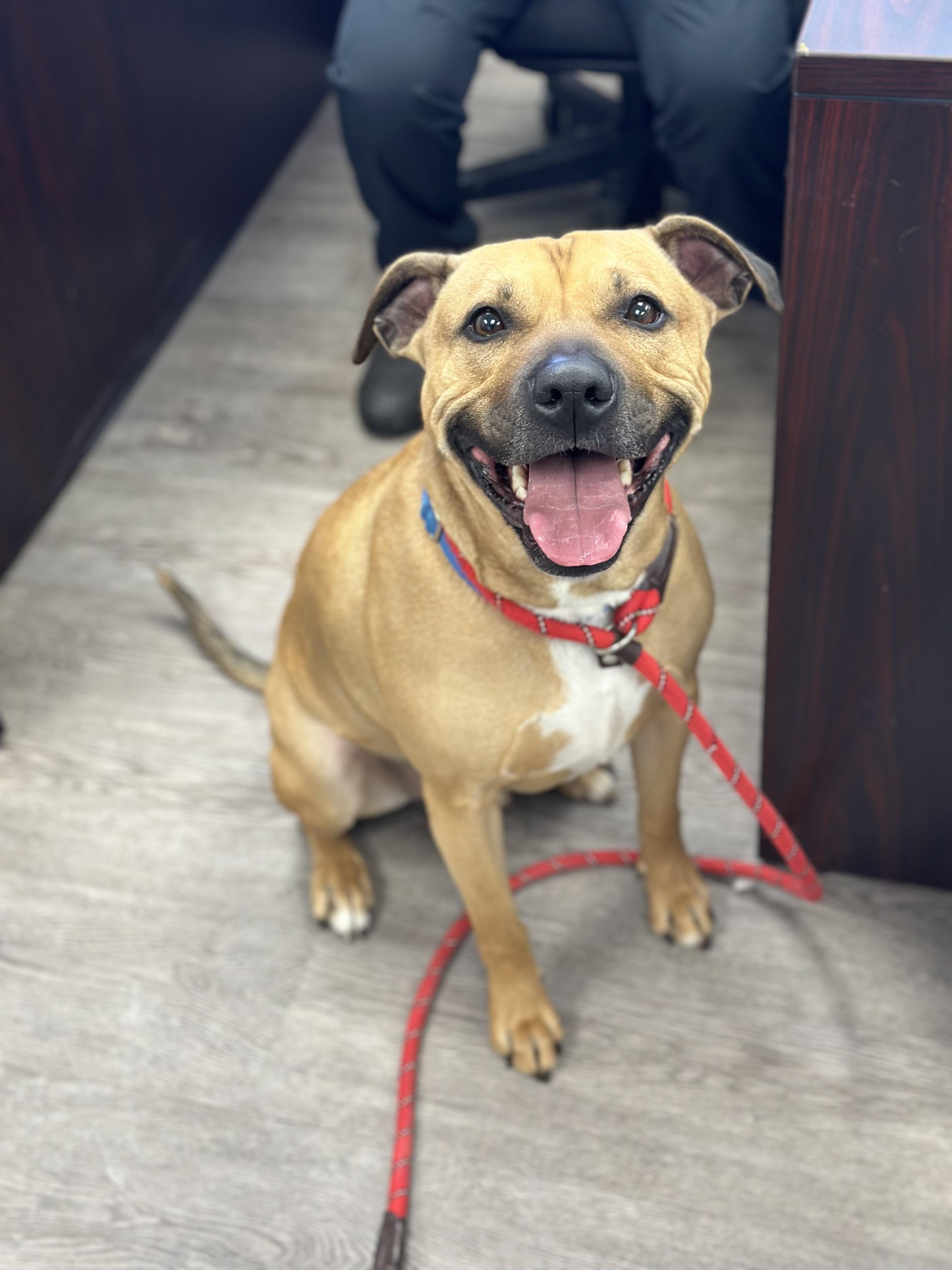 Payne, Adoptable, Adult Male Black Mouth Cur.