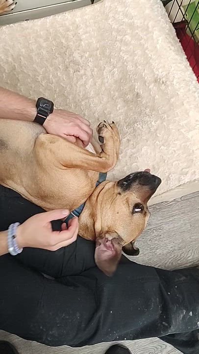 Enlarge Payne, a Adoptable mixed breed in Newburgh, NY video 2/2