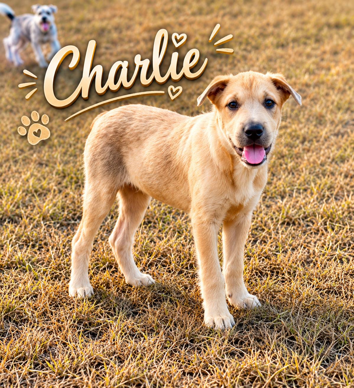 Enlarge Charlie, a Adoptable mixed breed in New Rochelle, NY image 1/3