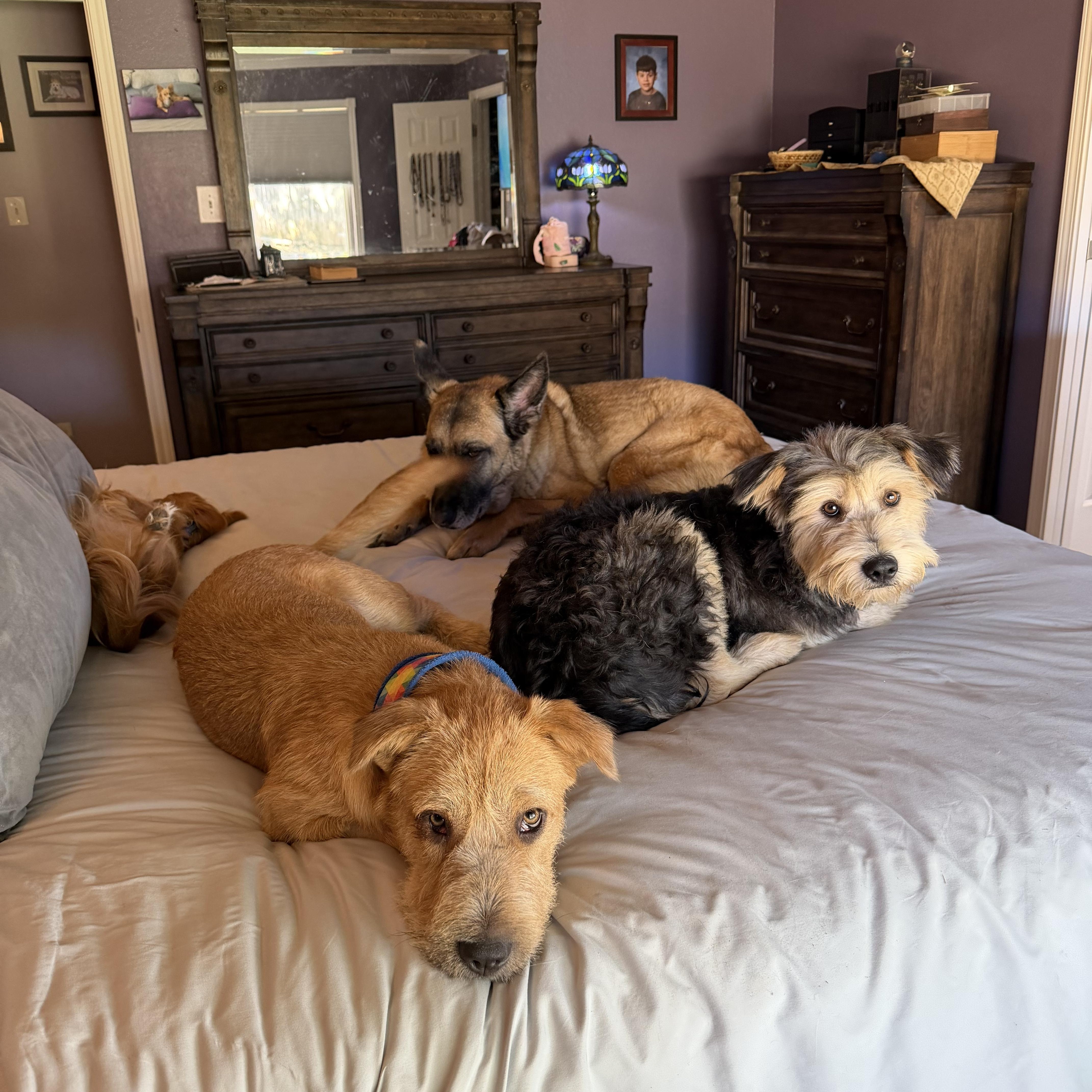 Enlarge Charlie, a Adoptable mixed breed in New Rochelle, NY image 3/3