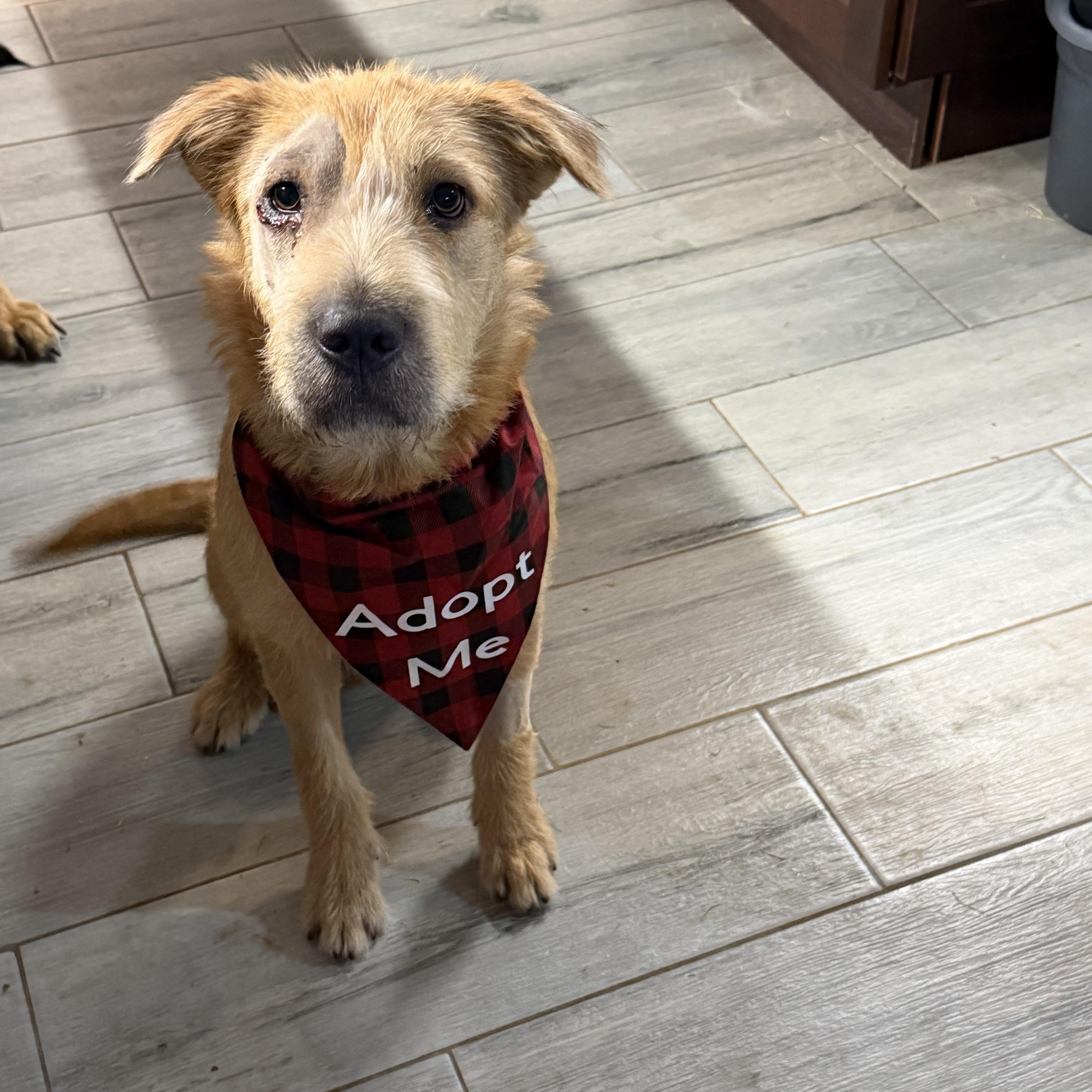 Enlarge Charlie, a Adoptable mixed breed in New Rochelle, NY image 2/3