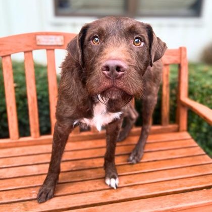 Enlarge Max, a ADOPTABLE mixed breed in Quincy, IL image 1/1