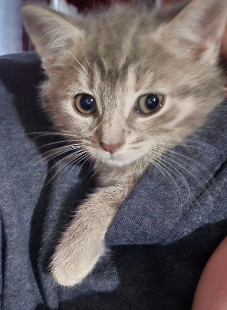 Fable, Adopted, Kitten Female Domestic Short Hair.