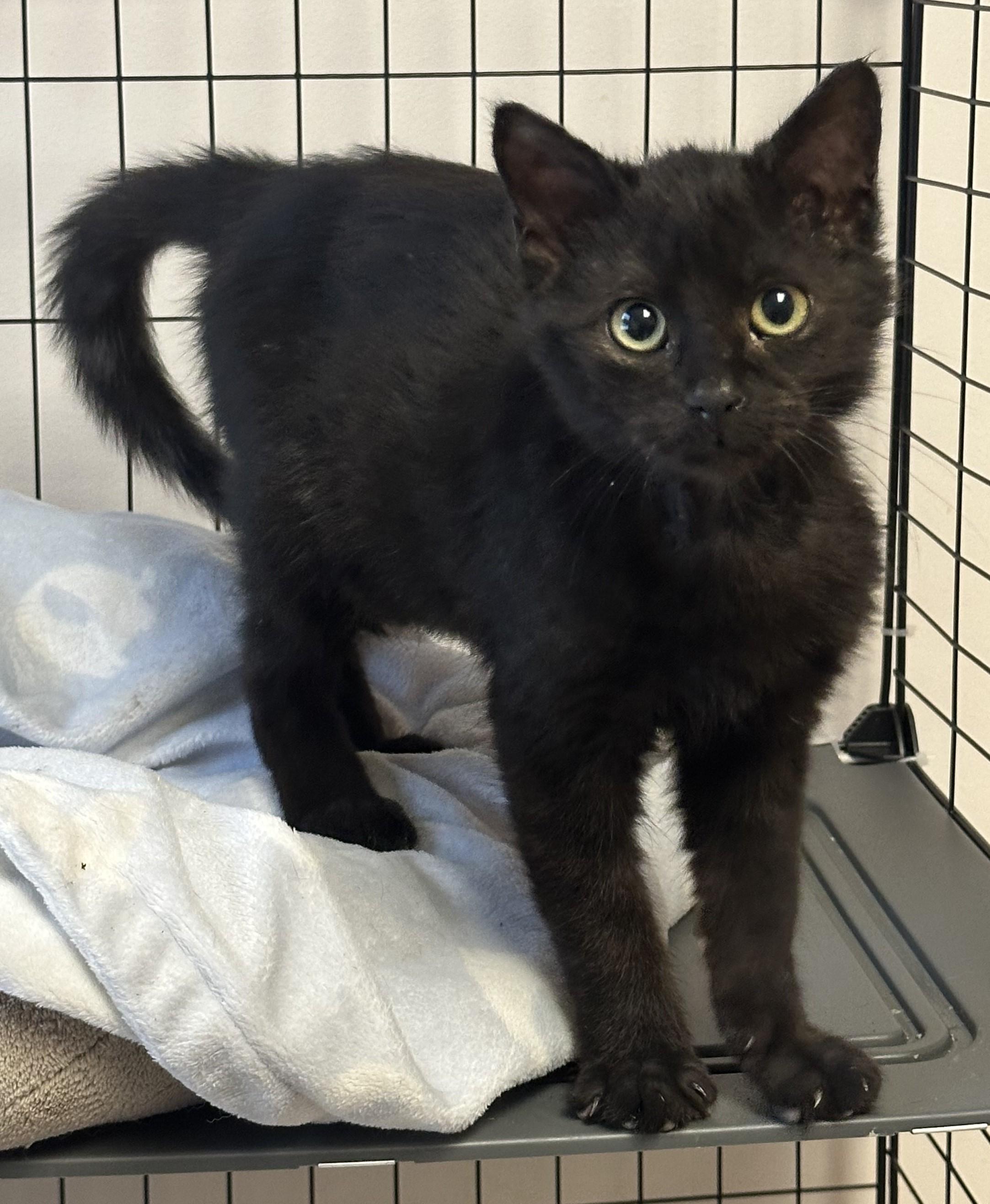 Enlarge Butterball, a Adopted Domestic Short Hair in Monson, MA image 1/1