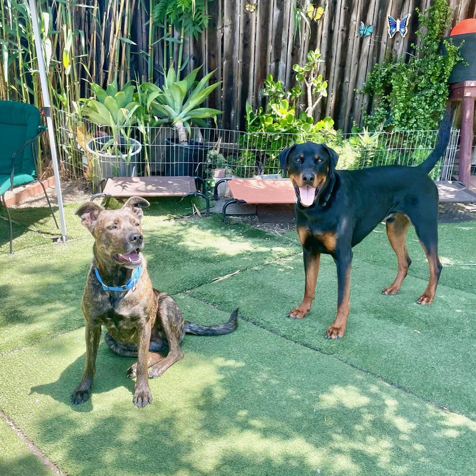 Honey, a ADOPTABLE mixed breed in Berkeley, CA image 5/6
