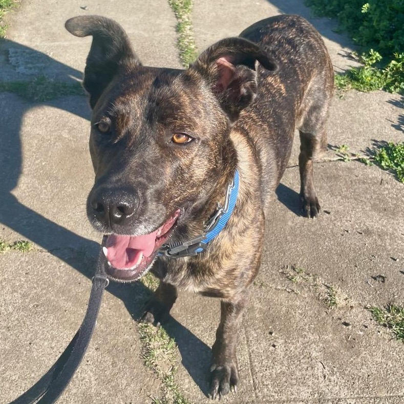 Honey, a ADOPTABLE mixed breed in Berkeley, CA image 3/6