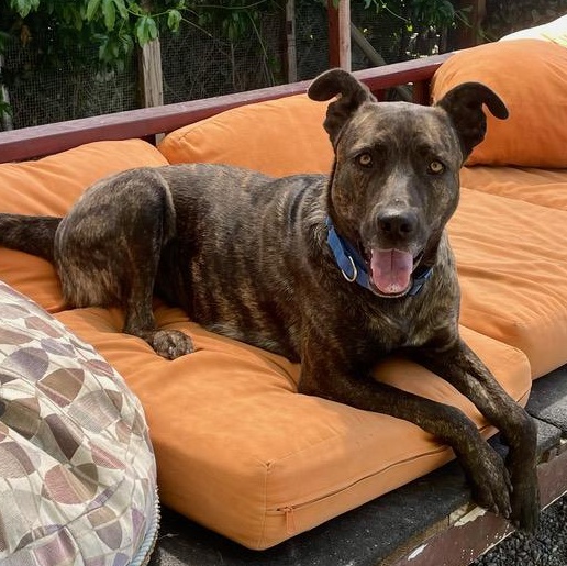 Honey, a ADOPTABLE mixed breed in Berkeley, CA image 2/6