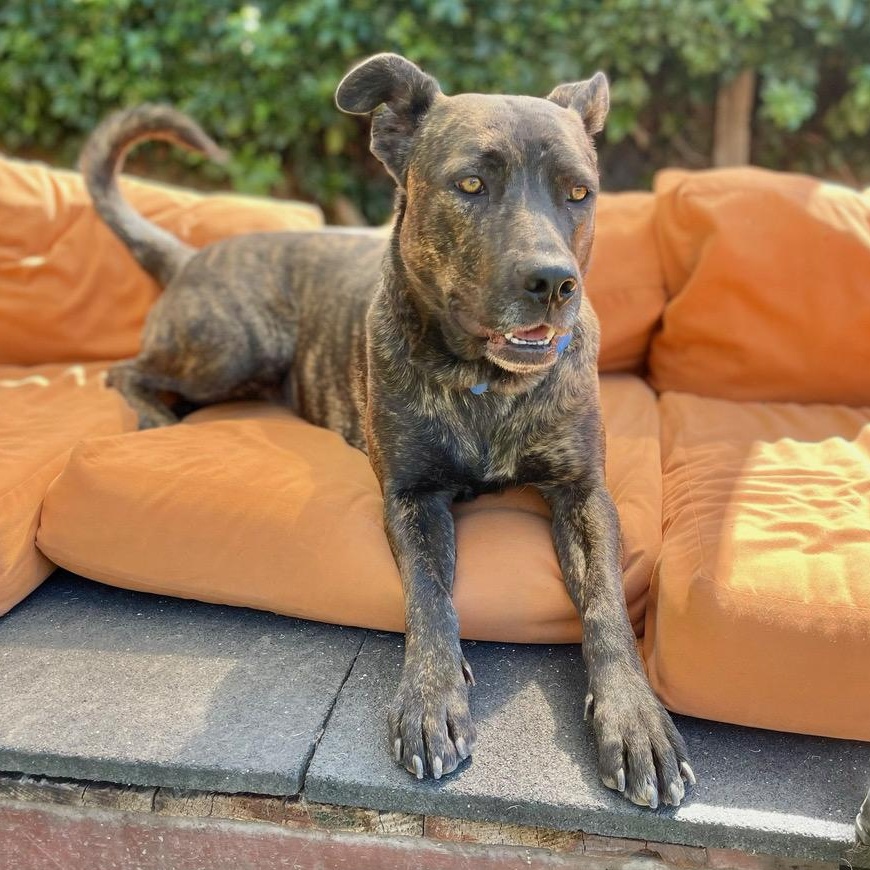 Honey, a ADOPTABLE mixed breed in Berkeley, CA image 4/6