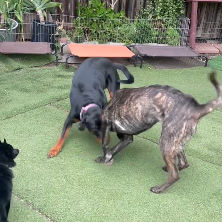 Enlarge Honey, a ADOPTABLE mixed breed in Berkeley, CA video 6/6