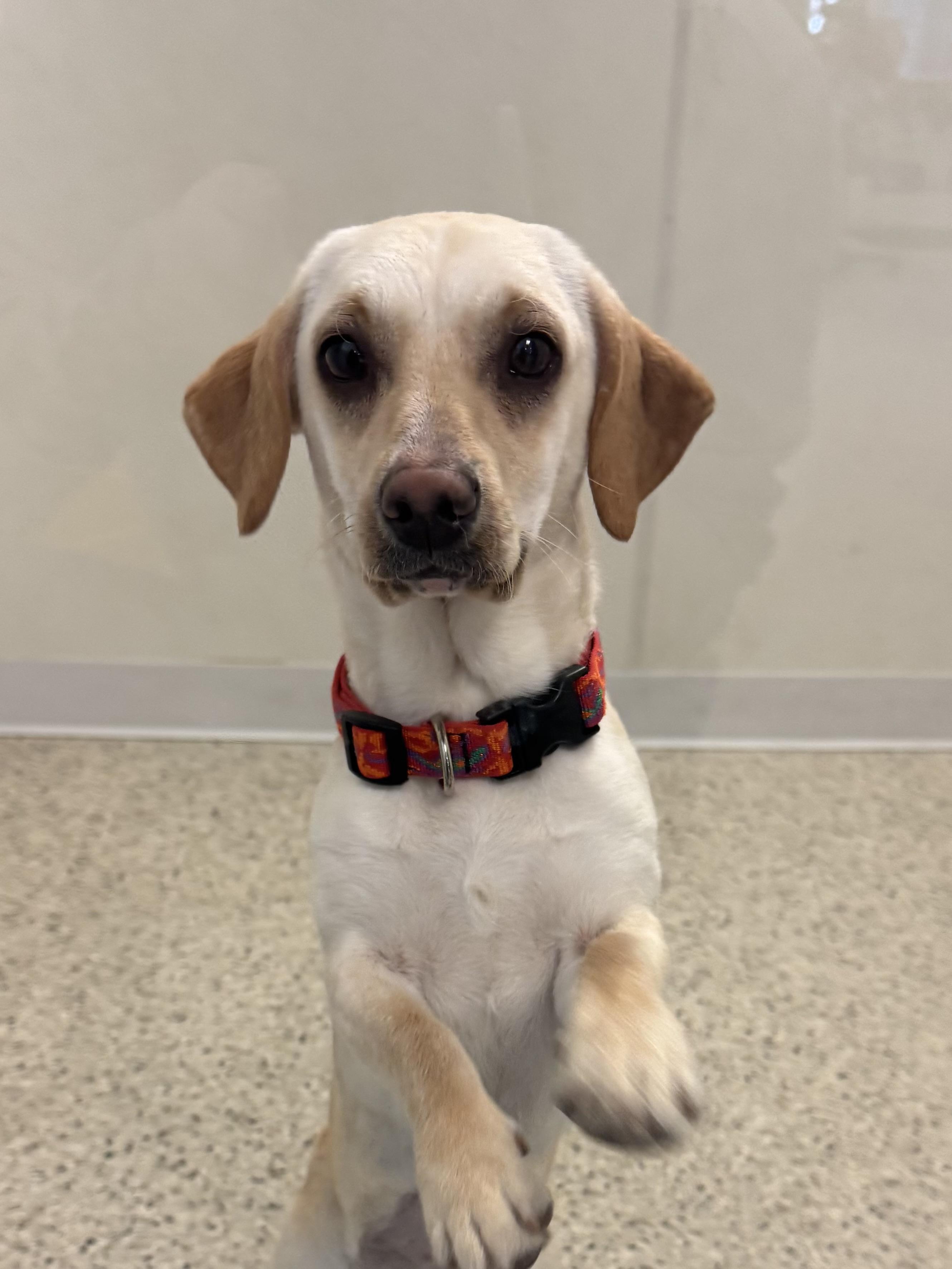 Enlarge Tator, a Adoptable mixed breed in Buffalo, MN image 1/1