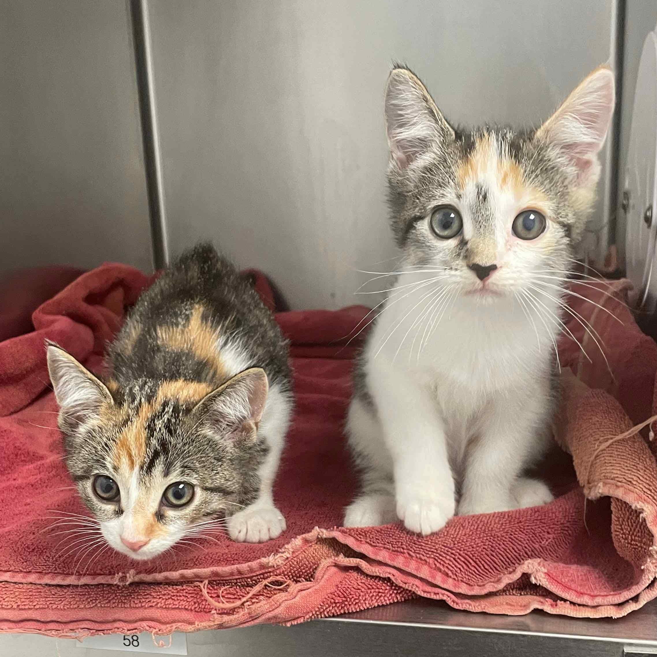 Cat for adoption Smudge, a Domestic Short Hair in Mineral Point, WI